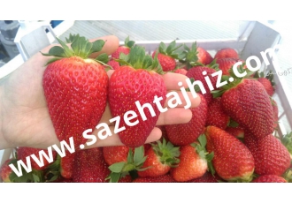 توت فرنگی رانر عرضه میوه توت فرنگی رانرتوت فرنگی واردات ارقام جدید