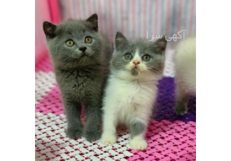 گربه میکس پرشین  گربه اسکاتیش بریتیش هیمالین پرشین