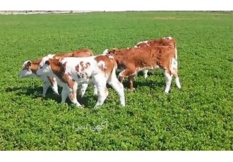 گوساله فروش گوساله سمینتال گوساله پرواری در ابهر فروش گوساله