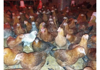 فروش نیمچه مرغ بومی تخمگذاراصلاح شده پرتولید120روزه