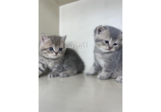مجموعه گربه اسکاتیش فولد بچه گربه بریتیش