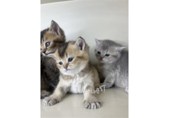 بچه گربه اسکاتیش گلد بچه گربه اسکاتیش فولد