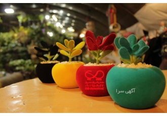 فروش تکی و عمده گل طبیعی مخملی ساکولنت کراسولا