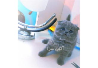 فروش و خرید گربه وارداتی در تهران با درود فروش انواع گربه نژاد دار