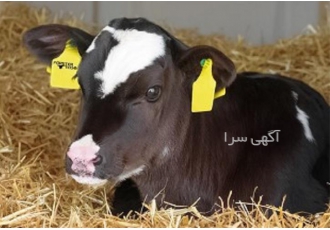فروش گوساله سمینتال