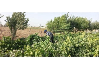 خدمات گلخانه ایران ارائه دهنده خدمات کشاورزی و باغ در باقرشهر خدمات