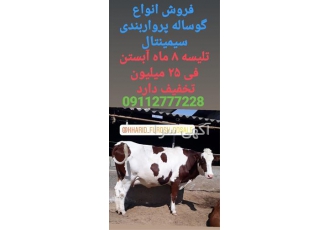 فروش انواع گوساله پرواربندی سیمینتال در مشگین شهر فروش ویژه انواع