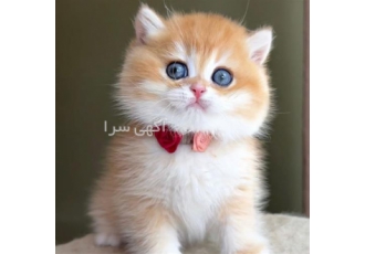 خرید فروش انواع نژاد گربه در تهران مجموعه پرشین کت ایران گربه های شجره