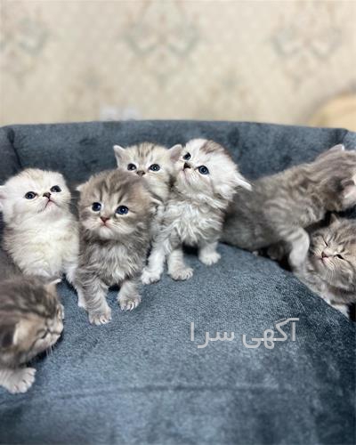 قیمت بچه گربه اسکاتیش