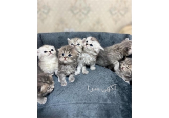 بریتیش چین چیلا اسکاتیش انواع نژاد گربه در تهران با درود خرید گربه