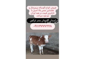 فروش دام زنده ، فروش گوساله پرواری سیمینتال
