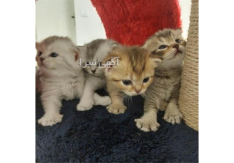 فروش گربه اسکاتیش در تهران فروش مستقیم و بی واسطه گربه نژاد اسکاتیش