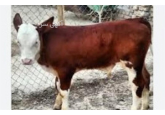 ارسال گوساله به تمامی شهر ها در اسرع وقت