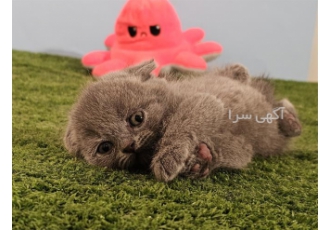 فروش جوجه گربه از نژاد اسکاتیش دبل فولد طوسی در اصفهان #128049 #128049