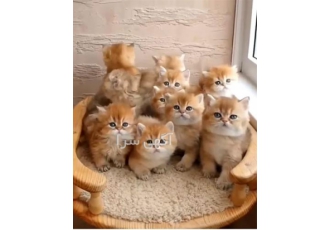 فروش انواع بچه گربه در نمایشگاه گربه بی واسطه در تهران فروش حرفه ای