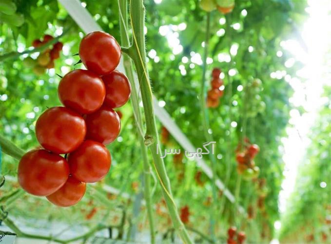 آگهی های گلخانه - اراک