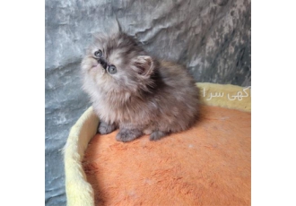 فروش پرشین بلو سیلور