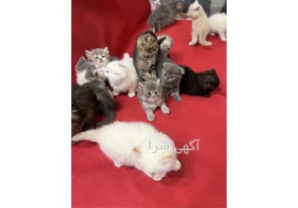 فروش گربه اسکاتیش ، فروش بچه گربه بریتیش