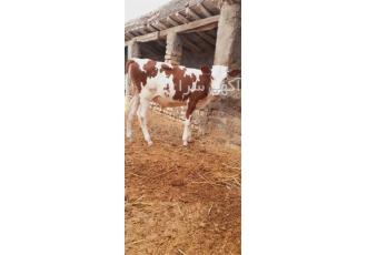 خریدار گوساله سمینتال و گاو