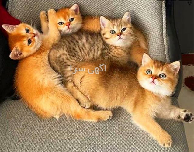 خرید بچه گربه آپارتمانی