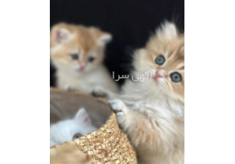 فروش گربه اسکاتیش فولد با قیمت مناسب در تهران فروش گربه اسکاتیش فولد
