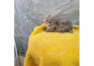 فروش گربه پرشین بلو در تهران بچه گربه بلو بچه گربه پشمالو تراکم مو عالی