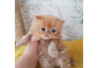 بچه گربه پرشین گارفیلدی در تهران با خرید بچه گربه شناسنامه رو به صورت
