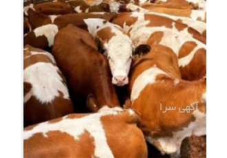 فروش گوساله شیرخوار اصیل