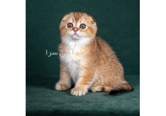 خرید و فروش انواع نژاد گربه با 15 سال سابقه درخشان
