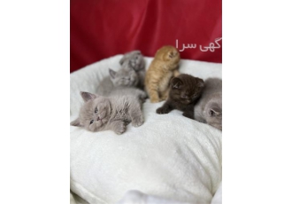 خرید گربه اسکاتیش در غرب (مجموعه ای تخصصی) در تهران با درود مجموعه راد