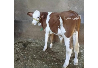 گوساله سیمینتال - گوساله پرواری - فروش گوساله
