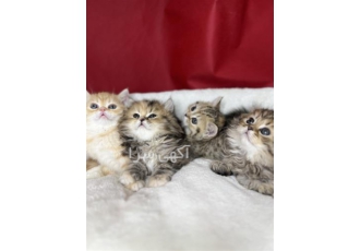 فروش گربه اسکاتیش فولد لانگ هیر فروش پرشین بلو در زنجان گروه راد پت