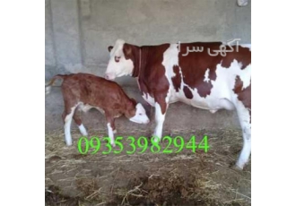 بزرگترین مرکز فروش انواع گاو و گوساله در بندر ترکمن بزرگترین مرکز فروش