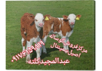 فروش انواع گاو و گوساله اصیل در بندر ترکمن مرکز فروش انواع گاو و گوساله