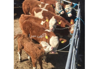 ارائه دهنده ی بهترین قیمت روز گوساله در شیراز منصفانه ترین قیمت روز