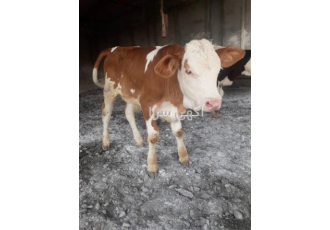 فروش گوساله فروش گوساله تلیسه گوساله سمینتال در خمین فروش گوساله