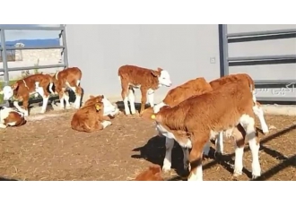 فروش انواع گوساله سمینتال گوساله ماده هلشتاین اصیل