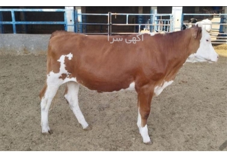 فروش گوساله سیمینتال با ارسال سراسری در همدان فروش گوساله سیمینتال