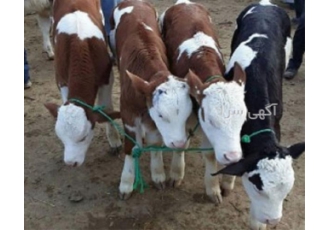فروش گوساله سمینتال به همراه ارسال سراسری در بندر ترکمن خرید و فروش