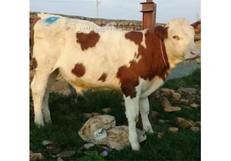 فروش گوساله سیمینتال نر و ماده قیمت مناسب