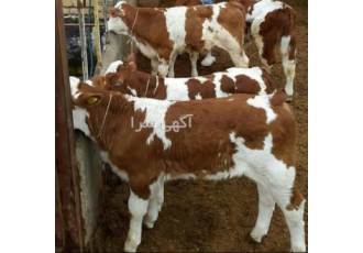 فروش گوساله ، گوساله سمینتال اصیل با قیمت مناسب