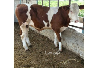 فروش سیمینتال اصیل قرمز ماده ۲۰ راس فروش گوساله در میاندوآب فروش