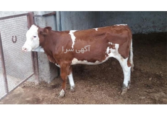 فروش گوساله سمینتال و هلشتاین در هر وزن