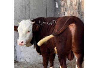 خرید و فروش دام زنده با ضمانت کیفیت در بندر ترکمن مزرعه دام ترکمن صحرا