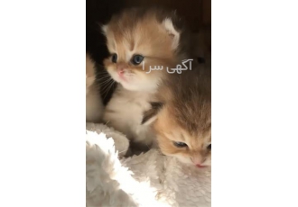 فروش گربه اسکاتیش فولد ، قیمت گربه اسکاتیش مناسب