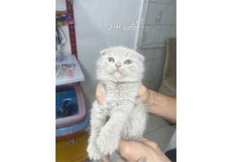 فروشگاه تخصصی بچه گربه اسکاتیش و گربه بریتیش در تهران با سلام خدمت