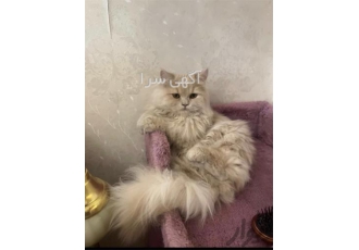 فروش گربه پرشین اصیل کاراملی نر با تمام لوازم