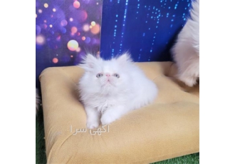 فروش بچه گربه پرشین پشمالو