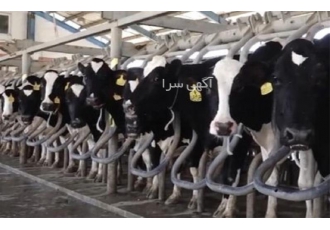 فروش گوساله آبستن در نژاد های مختلف اصیل در بجنورد خرید و فروش گوساله