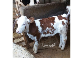 فروش گوساله ، فروش گاو شیری ، تلیسه آبستن سیمینتال